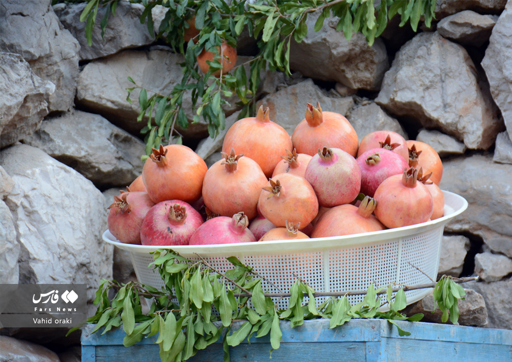 عکاس: وحید اورکی | گزارش تصویری برگزاری سومین جشنواره انار دزپارت