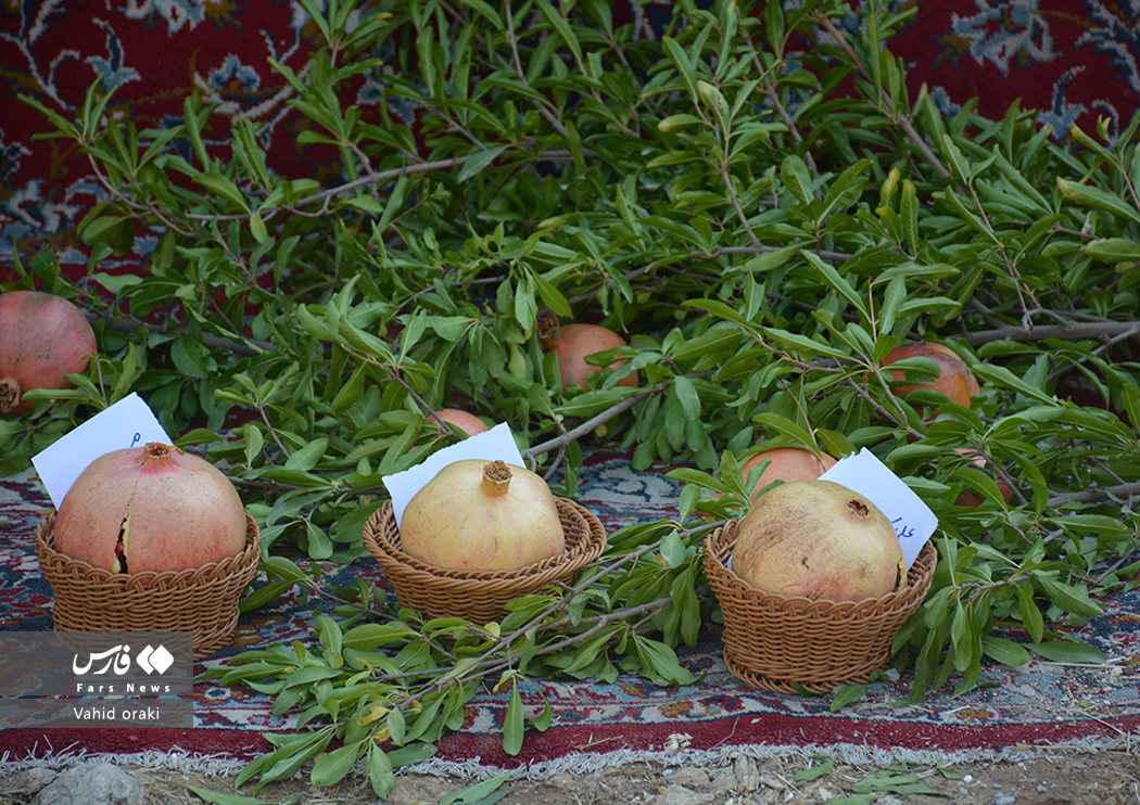 عکاس: وحید اورکی | گزارش تصویری برگزاری سومین جشنواره انار دزپارت