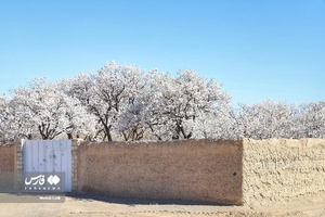 شکوفه های بهاری