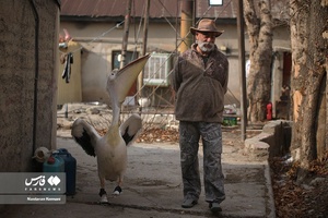 حیوانات «خانه نوری»