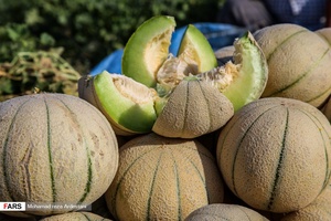 برداشت طالبی