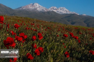 شقایق های دشت مشگین شهر در دامنه کوه سبلان