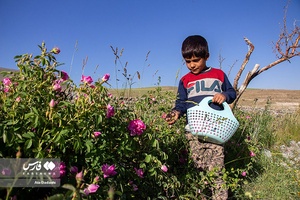برداشت گل محمدی در عنصرود تبریز