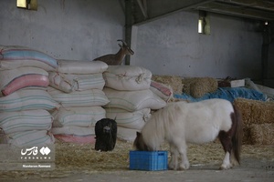 حیوانات «خانه نوری»