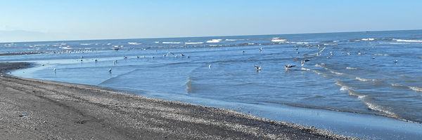 تصویر سربرگ نمایه‌ی ‌mr anonymous‌