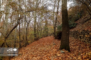 برگ ریزان پاییز