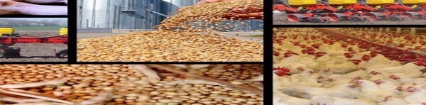 نهاده دامی