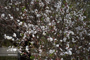 جلوه بی نظیر شکوفه های درختان زردآلو منصوریه 