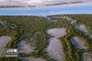 جنگل حرا در شهرستان خمیر