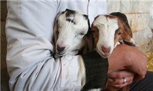 پژوهشکده رویان