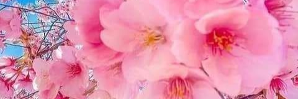 تصویر سربرگ نمایه‌ی ‌وحید رفیعی‌