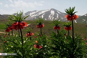 لاله های واژگون دامنه های سهند