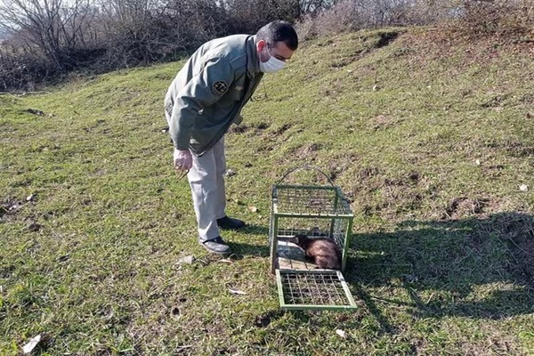 راسو. ماسال