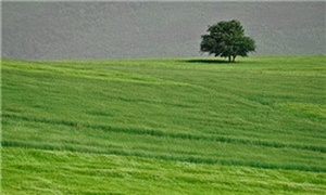 طبیعت ارتفاعات پل سفید