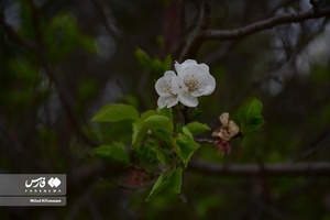 جلوه بی نظیر شکوفه های درختان زردآلو منصوریه 