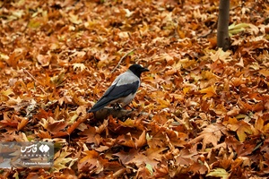 برگ ریزان پاییز