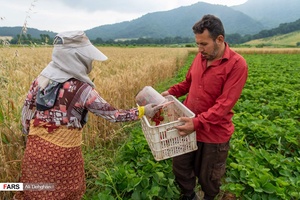 برداشت توت فرنگی در مزارع شفیع آباد فندرسک