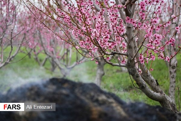 مقابله با سرمازدگی درختان در باغات ارومیه