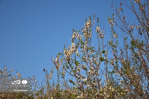 جلوه بی نظیر شکوفه های درختان زردآلو منصوریه 