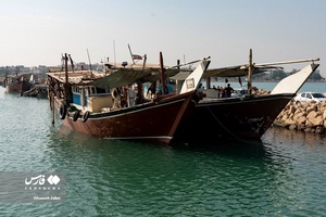فصل صید میگو در بوشهر