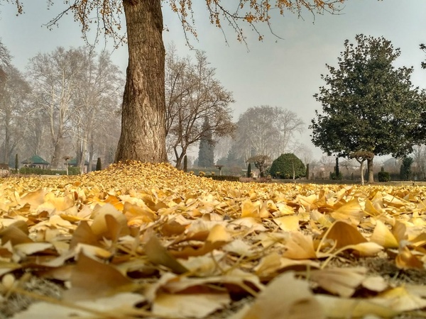 پاییز کشمیر