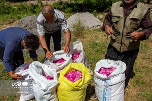 برداشت گل محمدی در عنصرود تبریز