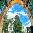 تصویر نمایه‌ی ‌نیلوفر بوربوری‌
