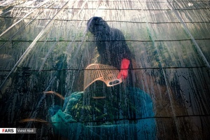 قلعه گنج در مسیر شکوفایی