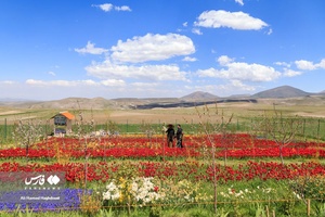 صادق اقدمی، شهروند تبریزی و پرورش دهنده لاله در حال توضیح به بازدید کنندگان در باغ گلهای خویش است.