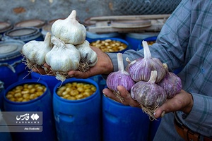 «تیمورلو» قطب تولید سیر ایران