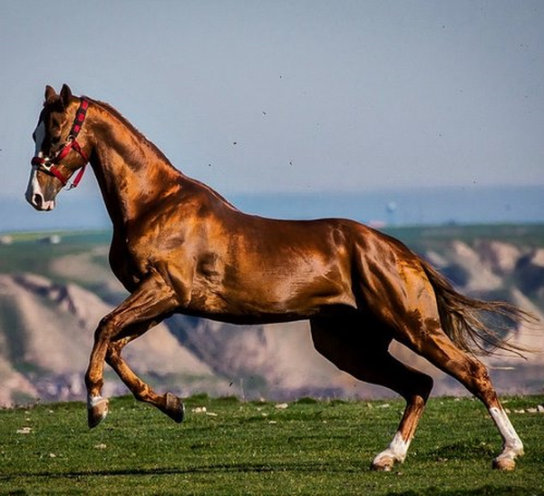 اسب ترکمن