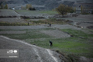زعفران نوبرانه