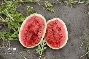 هندوانه «چاف»