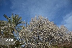 جلوه بی نظیر شکوفه های درختان زردآلو منصوریه 