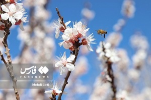 شکوفه های بهاری