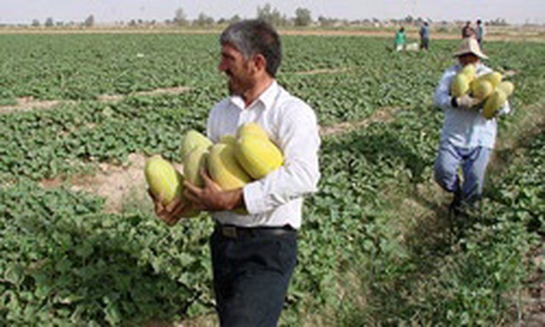 برداشت محصولات جالیزی در شهرستان طبس