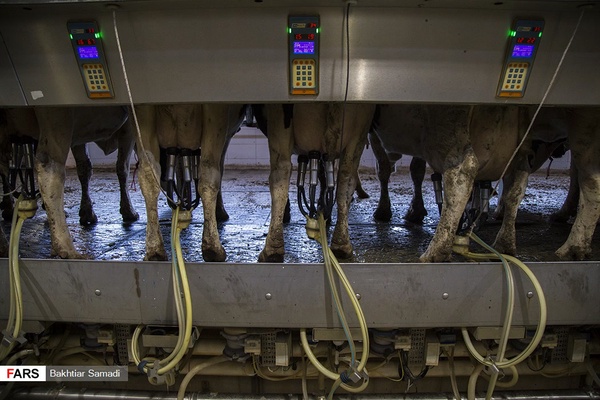 مراسم افتتاح۵ پروژه دامپروری  در چهار استان