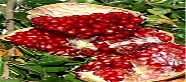 برداشت انار
