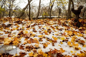 برگ ریزان پاییز