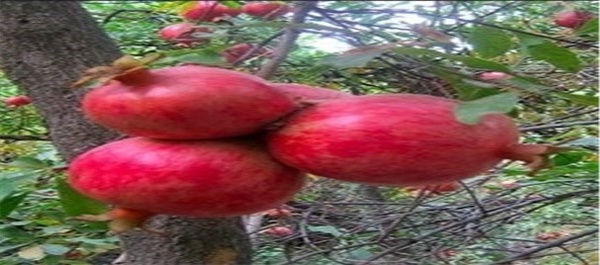 انار