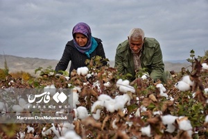 عکس| برداشت پنبه از مزارع خراسان‌شمالی