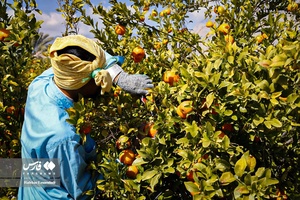 نارنگیِ  «سیاهو» 