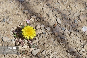 شکوفه های بهاری