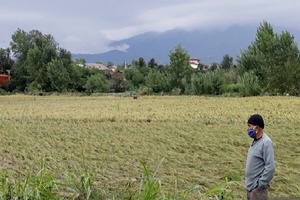 خسارت اراضی شالیکاری در گیلان