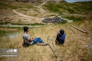 چرای گوسفندان در دشت لار
