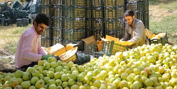 برداشت سیب