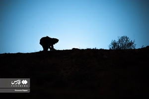 زعفران نوبرانه