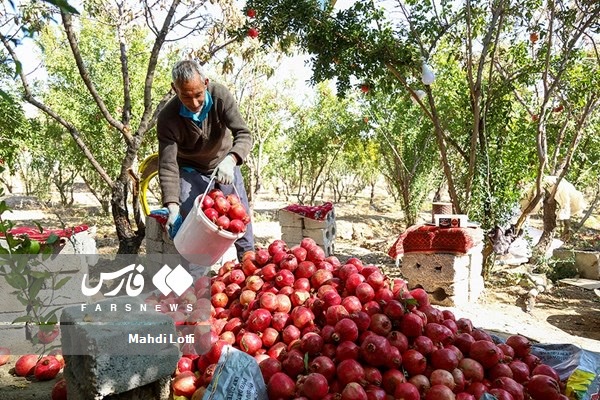 گالری برداشت انار از باغات شهر گلدشت نجف آباد