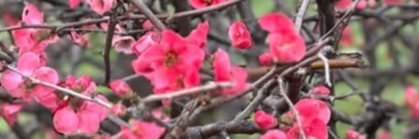 تصویر سربرگ نمایه‌ی ‌نیلو کریمی‌