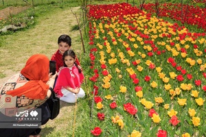 گردشگری در حال گرفتن عکس یادگاری برای فرزندان خود در کنار گلهای لاله است